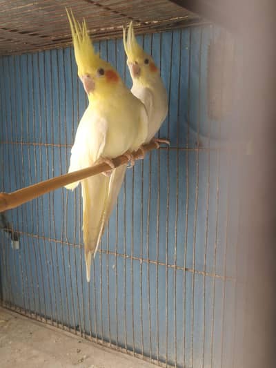 cocktail breeding pair red eyes