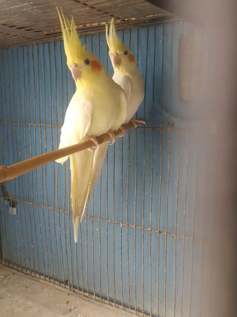 cocktail breeding pair red eyes