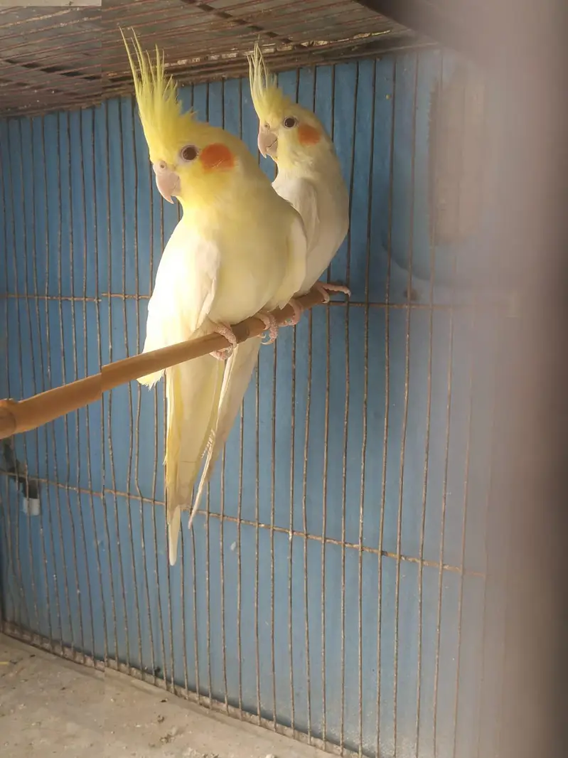 cocktail breeding pair red eyes — photo 2