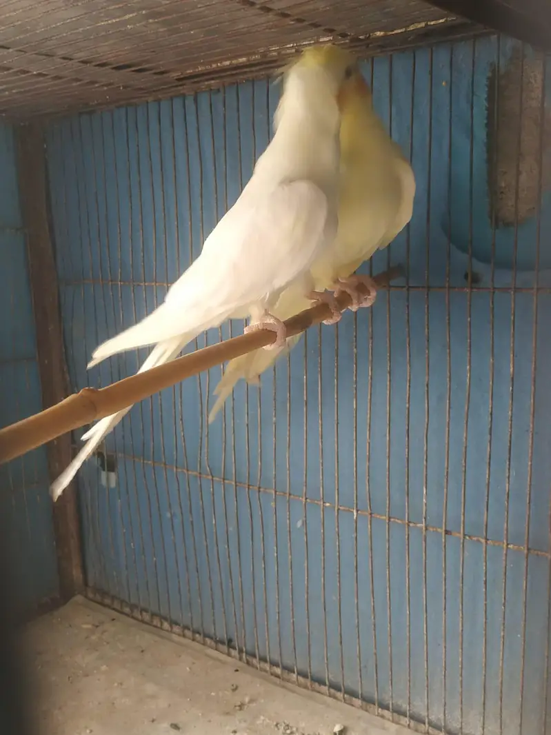 cocktail breeding pair red eyes — photo 3