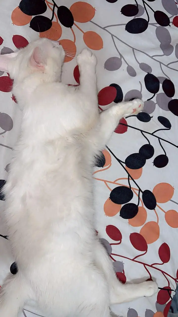 turkish angora — photo 3