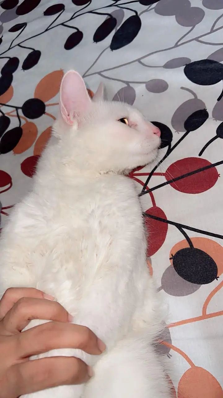 turkish angora — photo 4