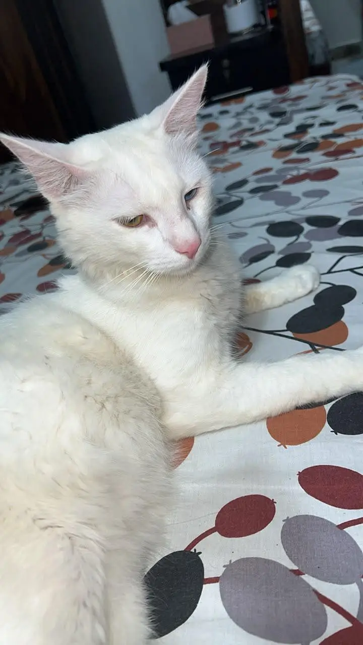 turkish angora — photo 5