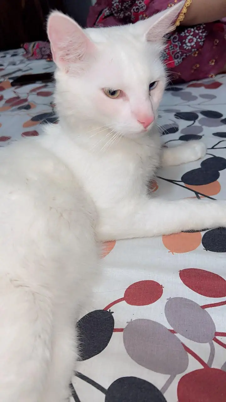 turkish angora — photo 6