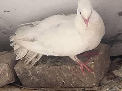 Lucky pigeons with one baby pigeon