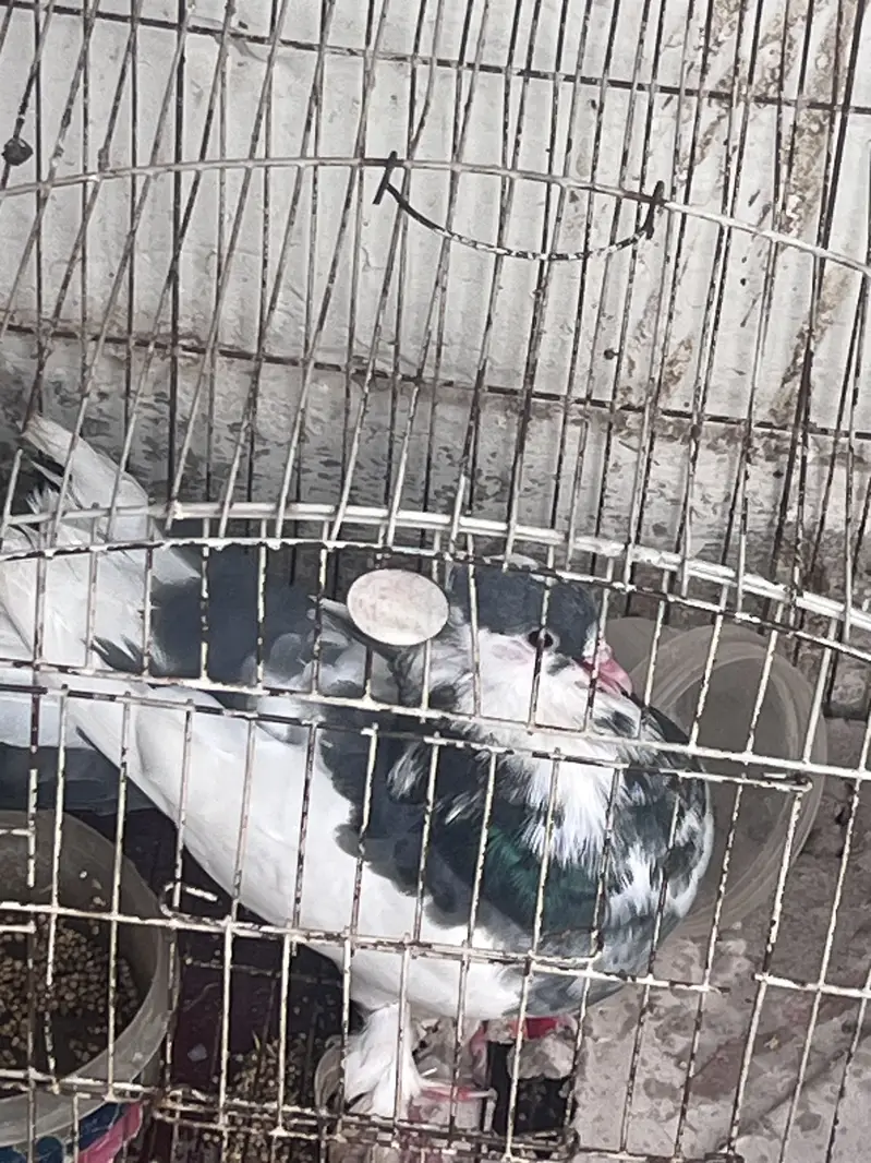 Lucky pigeons with one baby pigeon — photo 2