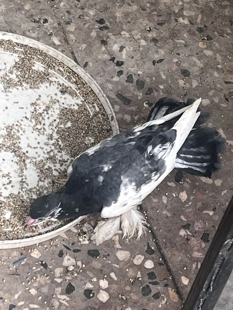Lucky pigeons with one baby pigeon — photo 3