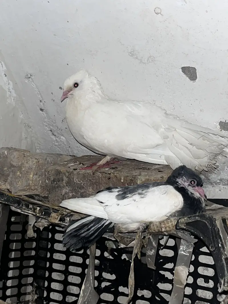 Lucky pigeons with one baby pigeon — photo 5