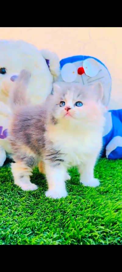 pure Persian cats vaccinated and healthy active WhatsApp/0344/6895398/