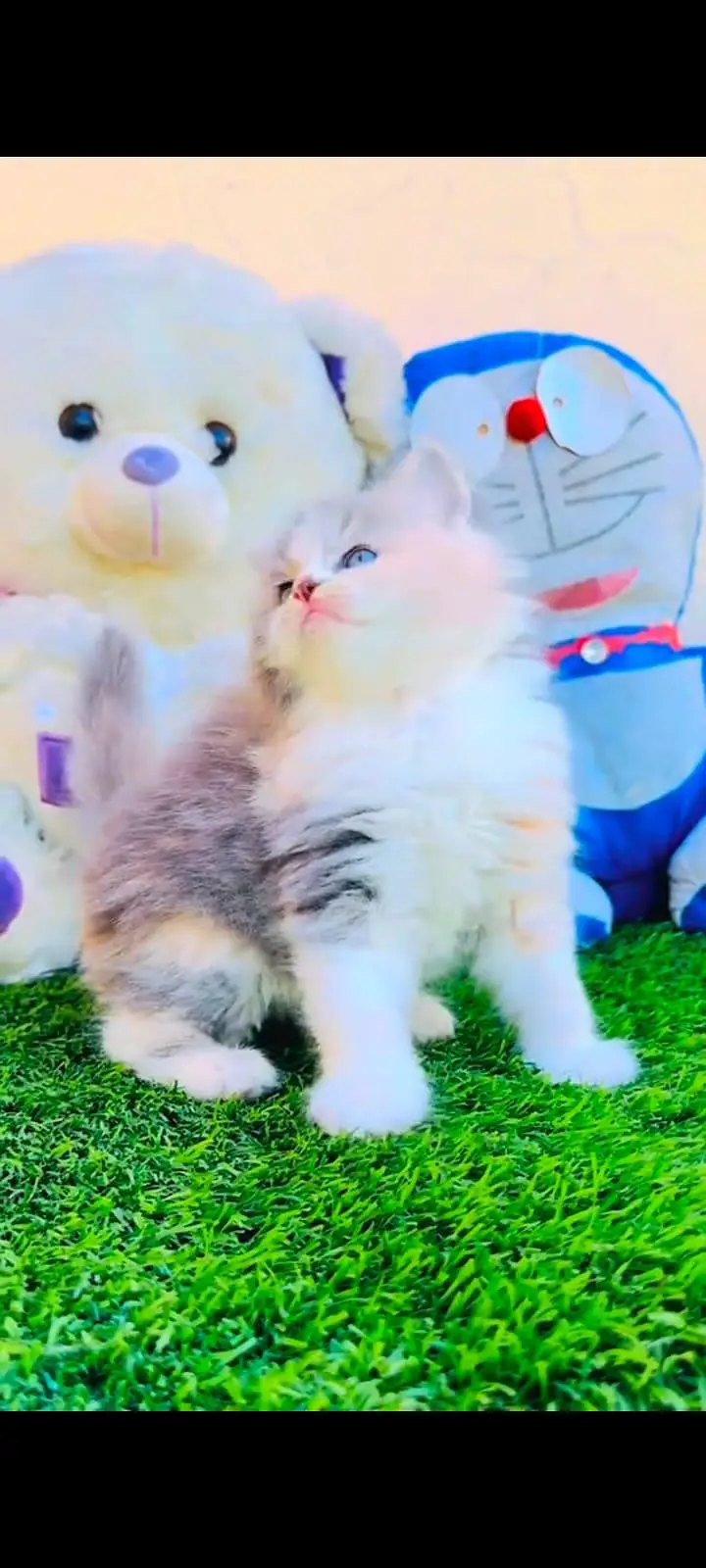 pure Persian cats vaccinated and healthy active WhatsApp/0344/6895398/ — photo 5