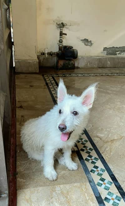 Russian Terrier Puppy