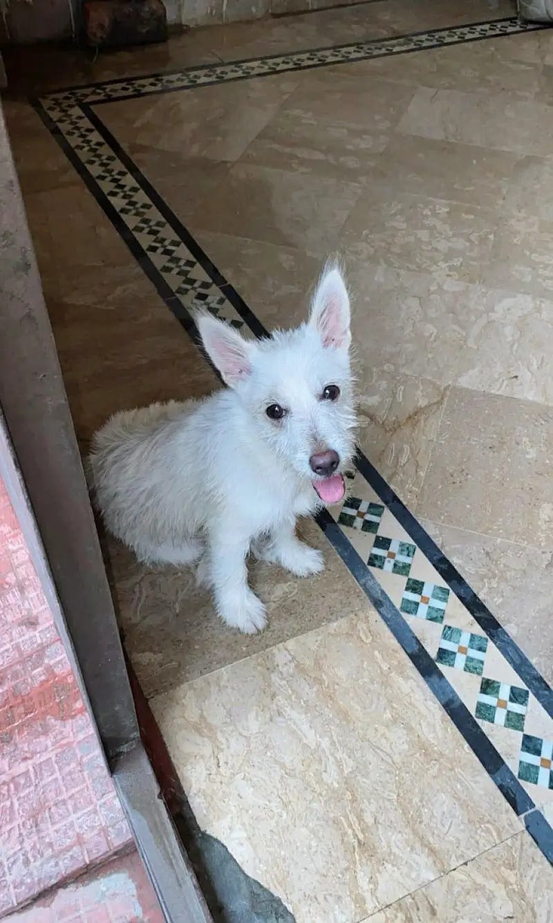 Russian Terrier Puppy — photo 2