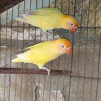 top Quality cremino to decino bondid pair