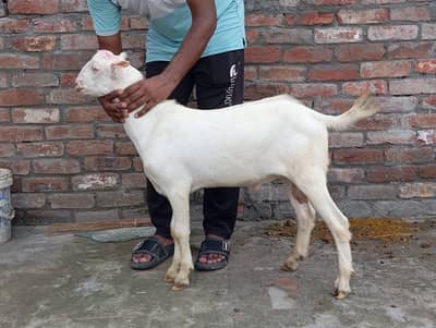 Taddy male for sale different prices