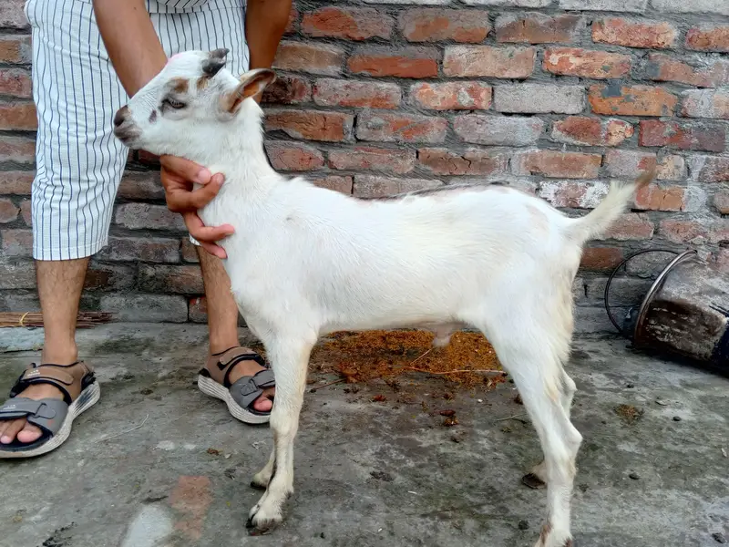 Taddy male for sale different prices — photo 2