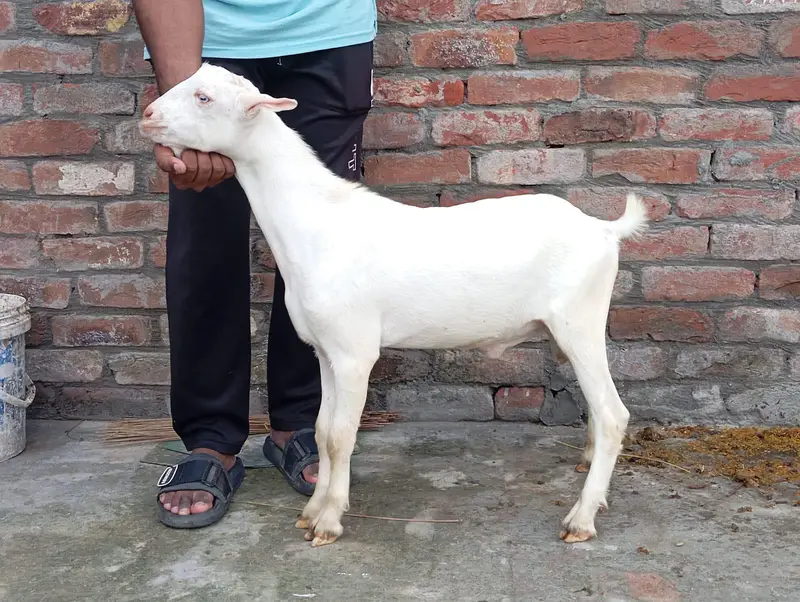 Taddy male for sale different prices — photo 4
