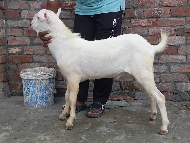 Taddy male for sale different prices — photo 5