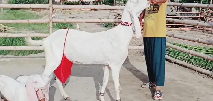 2 Bacchon ka sath Rajanpuri Bakri For Sale/ 03228067847