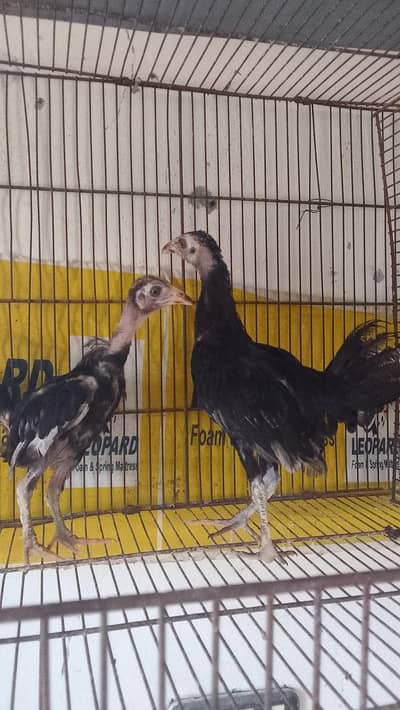 aseel pair