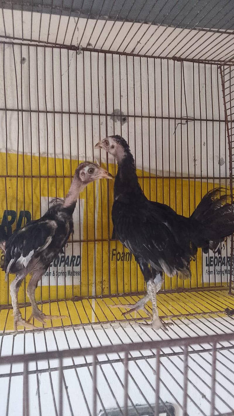 aseel pair 0