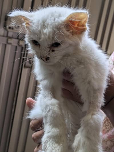 Persian kitten (Domestic White hairs)