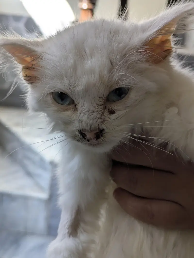 Persian kitten (Domestic White hairs) — photo 2