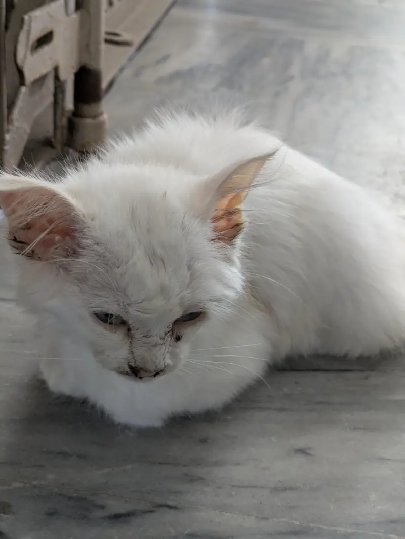 Persian kitten (Domestic White hairs) — photo 3
