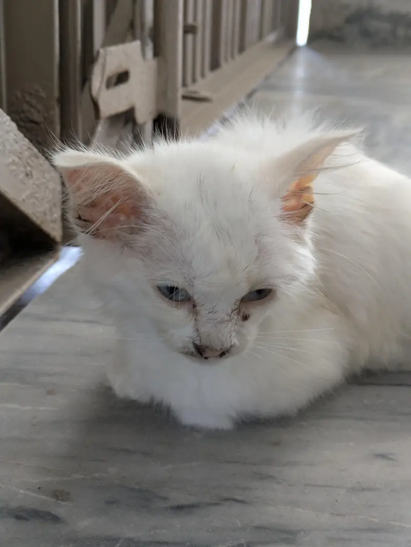 Persian kitten (Domestic White hairs) — photo 4