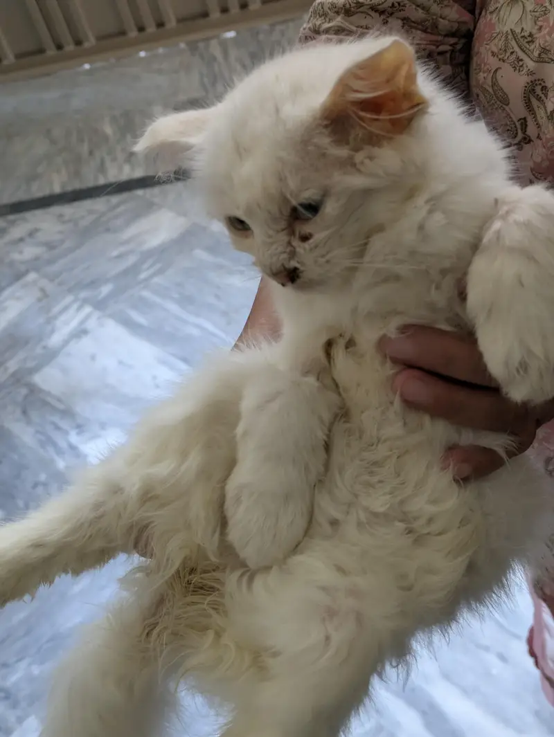 Persian kitten (Domestic White hairs) — photo 5