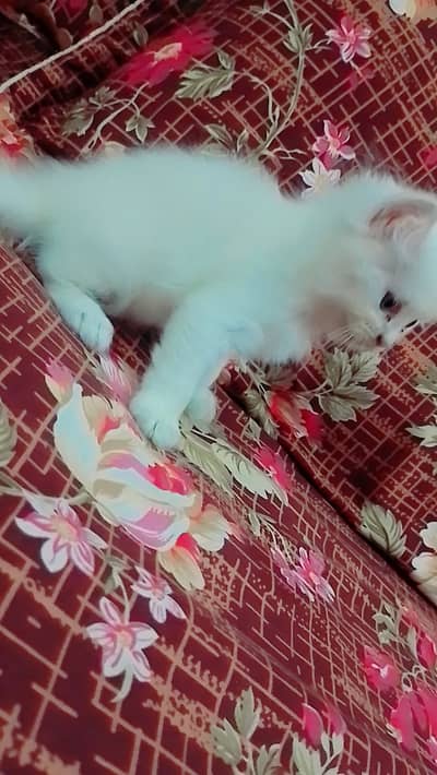 Active & Healthy White Percian Kitten