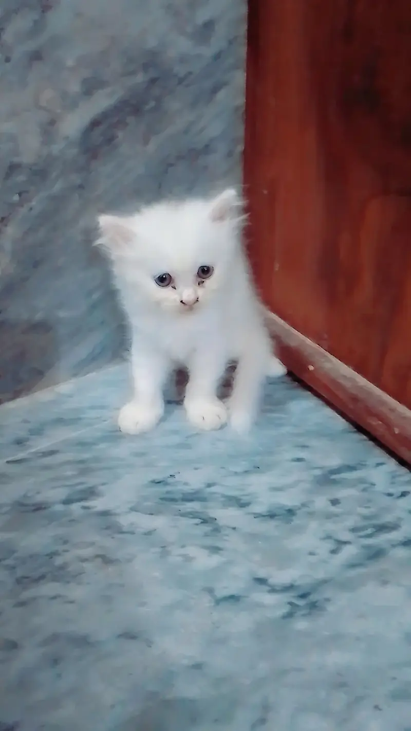 Active & Healthy White Percian Kitten — photo 2