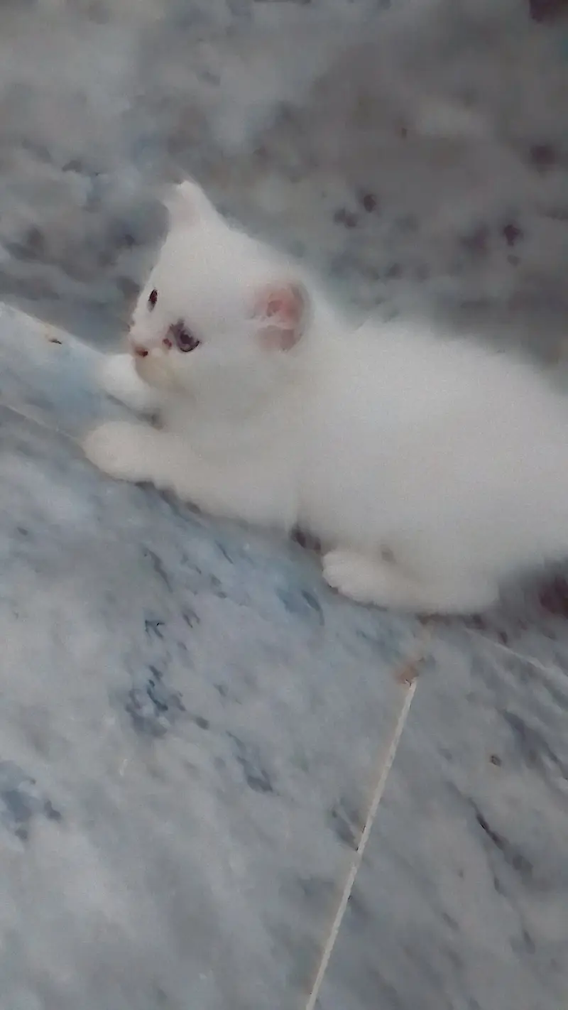 Active & Healthy White Percian Kitten — photo 3