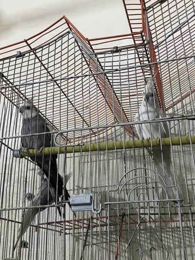 Cocktail parrot 3pcs