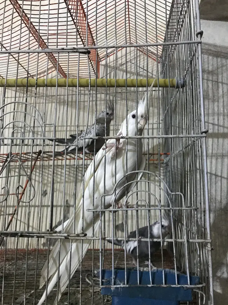 Cocktail parrot 3pcs — photo 2