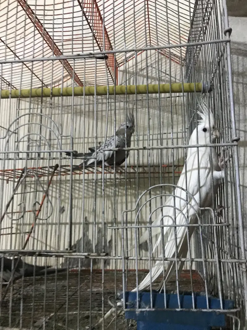Cocktail parrot 3pcs — photo 3