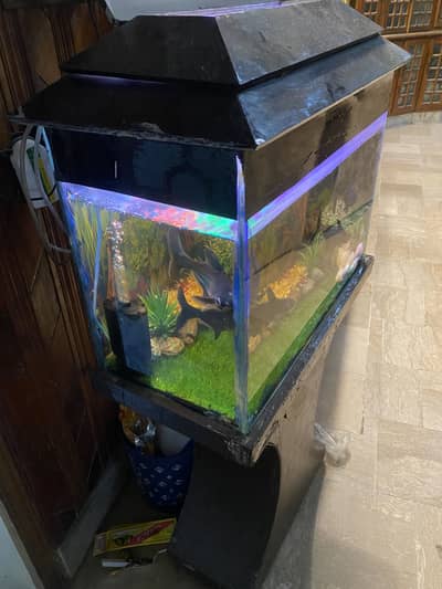 Beautifull fish AQUARIUM