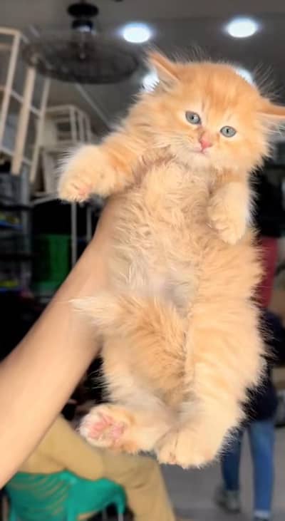 pure Persian cats vaccinated and healthy active WhatsApp/0344/6895398/