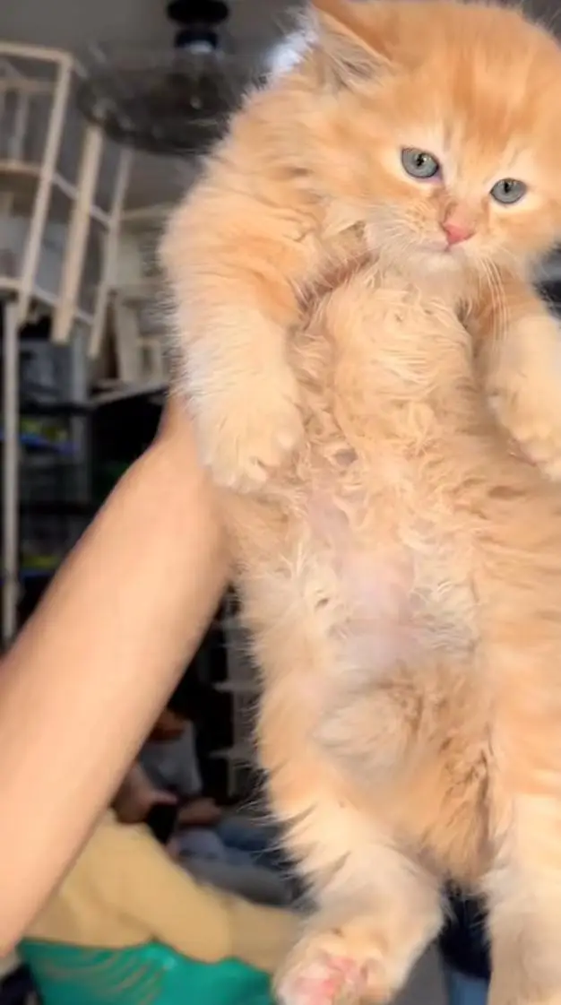 pure Persian cats vaccinated and healthy active WhatsApp/0344/6895398/ — photo 2