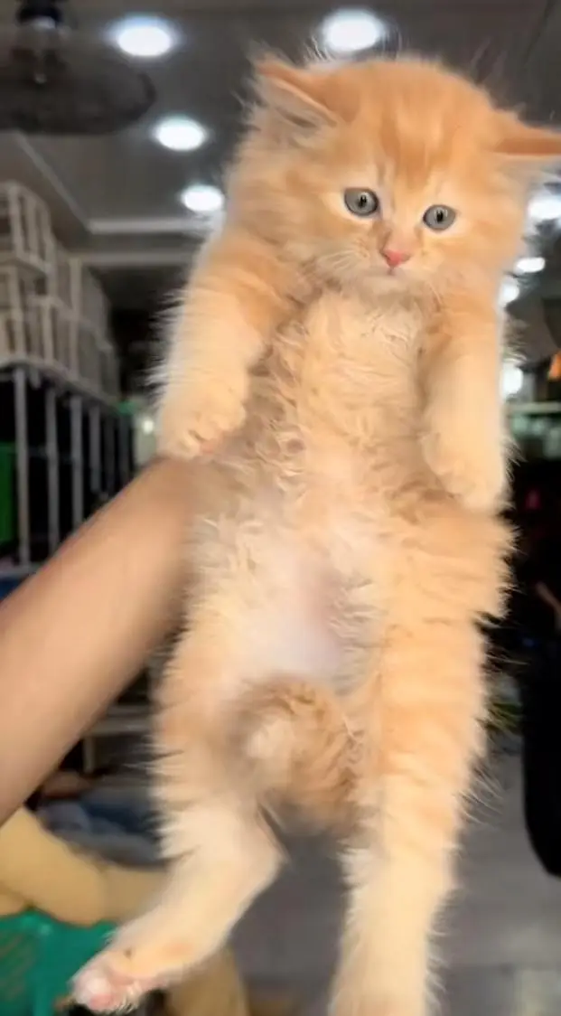 pure Persian cats vaccinated and healthy active WhatsApp/0344/6895398/ — photo 3