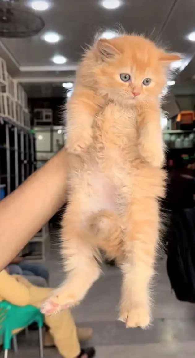 pure Persian cats vaccinated and healthy active WhatsApp/0344/6895398/ — photo 4