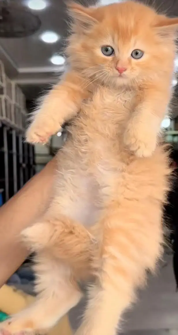pure Persian cats vaccinated and healthy active WhatsApp/0344/6895398/ — photo 5