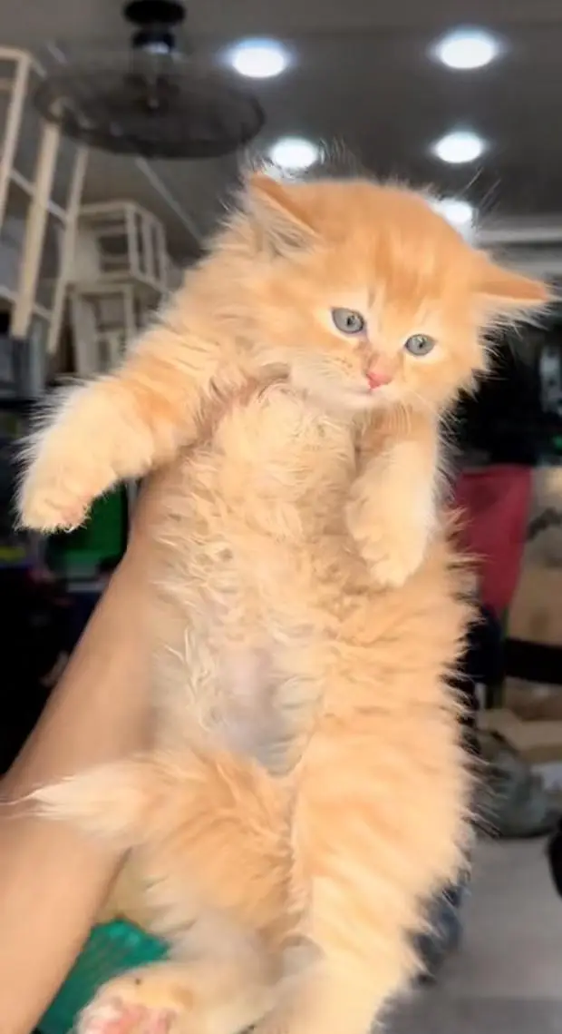 pure Persian cats vaccinated and healthy active WhatsApp/0344/6895398/ — photo 6