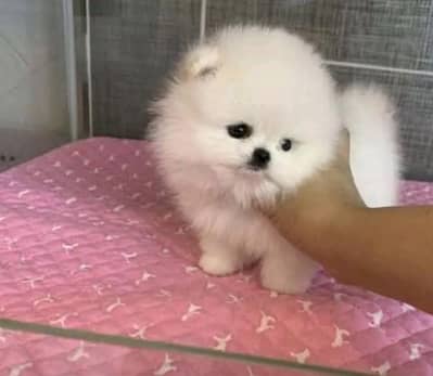 Pomeranian puppies for sale 2 month age 03073909212
