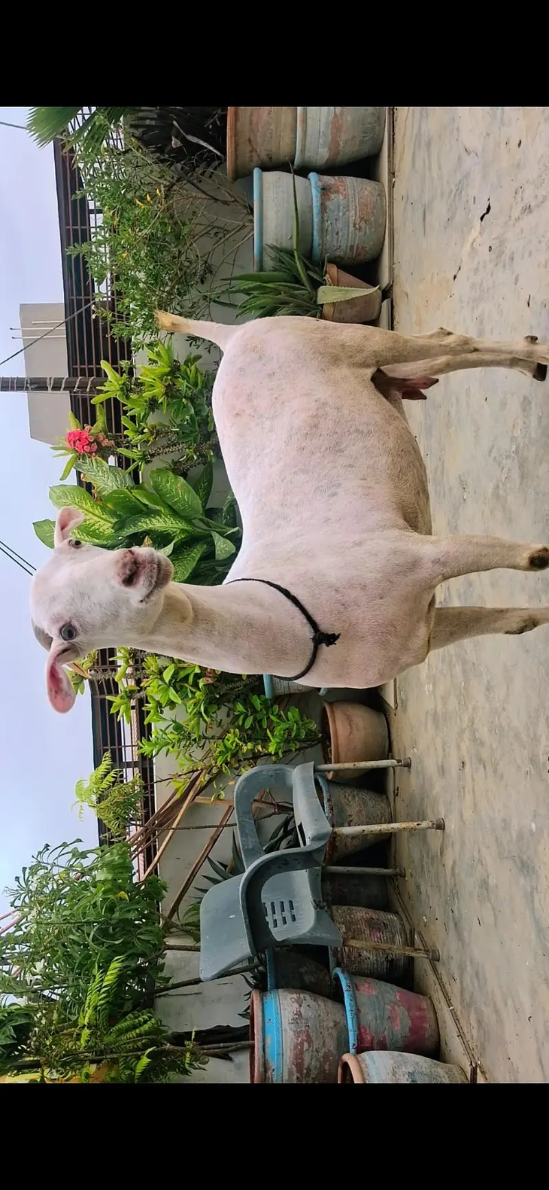 Teddy Bakri