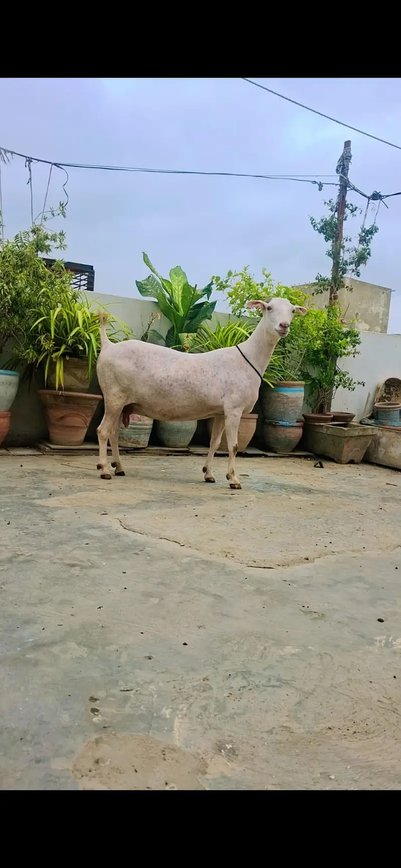Teddy Bakri — photo 3