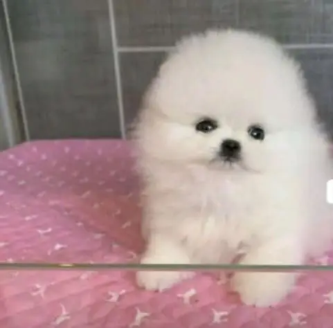 Pomeranian puppies for sale 2 month age 03073909212 — photo 2
