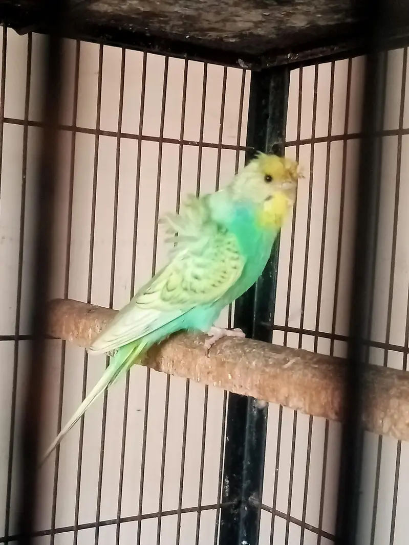 Hogo Male — photo 3