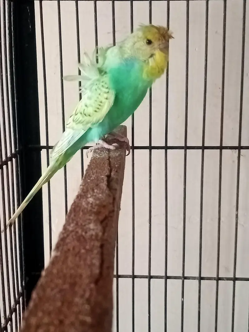 Hogo Male — photo 4
