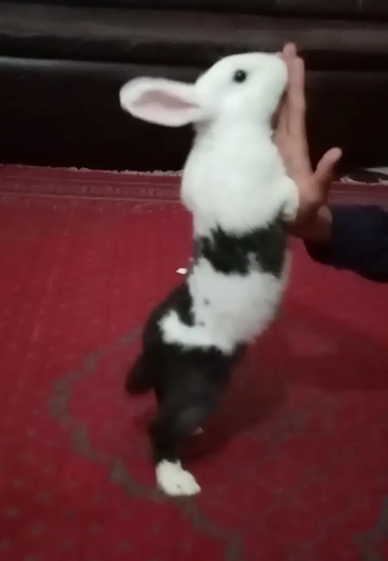 litter trained rabbit for sale