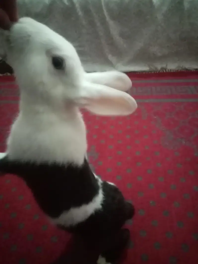 litter trained rabbit for sale — photo 2